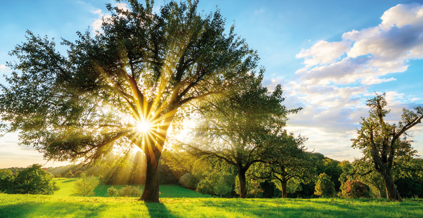 Doğanın Hediyeleri